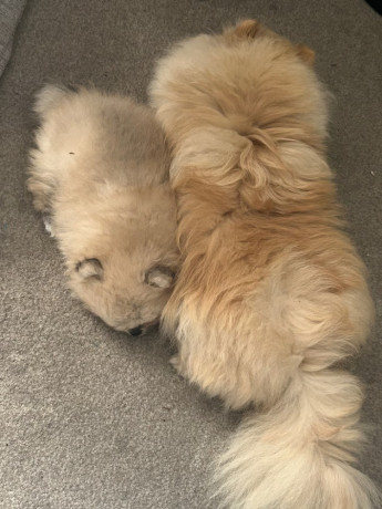 ready-now-8wk-old-tiny-pomeranian-puppies-big-2