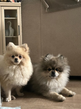 ready-now-8wk-old-tiny-pomeranian-puppies-big-1