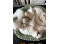 ragdoll-kittens-looking-for-their-forever-homes-small-4