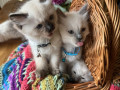 ragdoll-kittens-looking-for-their-forever-homes-small-3
