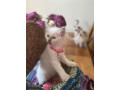 ragdoll-kittens-looking-for-their-forever-homes-small-2