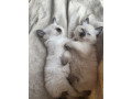 ragdoll-kittens-looking-for-their-forever-homes-small-0