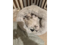 ragdoll-kittens-looking-for-their-forever-homes-small-1