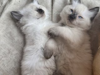 ragdoll-kittens-looking-for-their-forever-homes