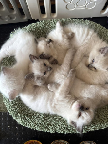 ragdoll-kittens-looking-for-their-forever-homes-big-4