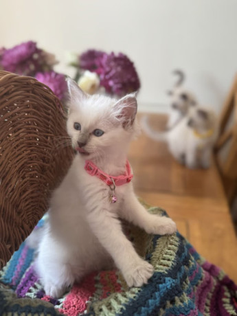 ragdoll-kittens-looking-for-their-forever-homes-big-2