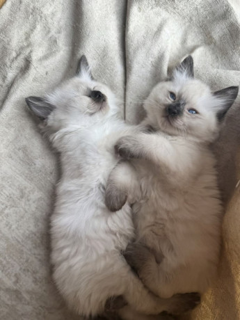 ragdoll-kittens-looking-for-their-forever-homes-big-0