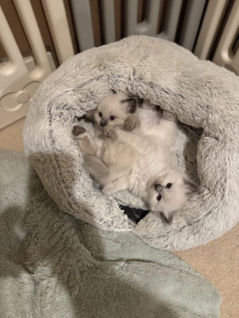 ragdoll-kittens-looking-for-their-forever-homes-big-1