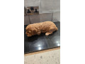 cockapoo-puppies-small-3