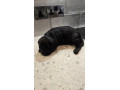 cockapoo-puppies-small-0