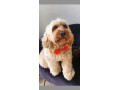 cockapoo-puppies-small-1