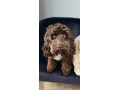 cockapoo-puppies-small-2