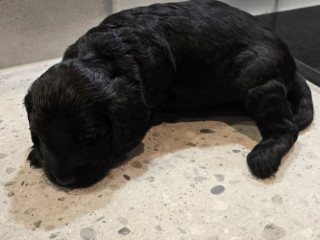 cockapoo-puppies