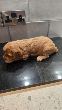 cockapoo-puppies-big-3
