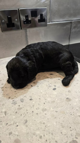 cockapoo-puppies-big-0