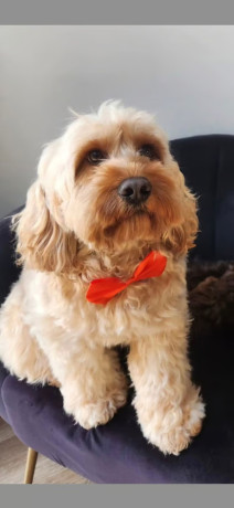 cockapoo-puppies-big-1