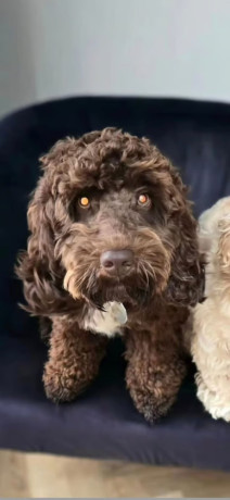 cockapoo-puppies-big-2