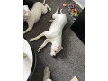 11-month-old-american-bulldog-small-0