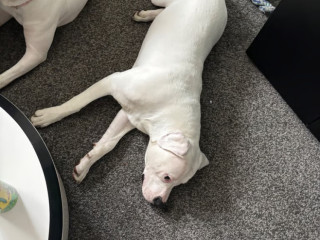 11-month-old-american-bulldog