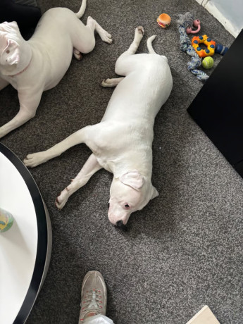 11-month-old-american-bulldog-big-0