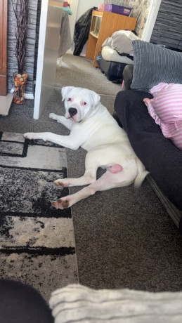 11-month-old-american-bulldog-big-1