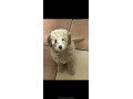 kc-toy-poodle-pups-10-weeks-old-females-for-sale-small-3