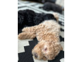 kc-toy-poodle-pups-10-weeks-old-females-for-sale-small-2