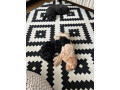 kc-toy-poodle-pups-10-weeks-old-females-for-sale-small-1