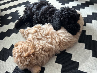 kc-toy-poodle-pups-10-weeks-old-females-for-sale