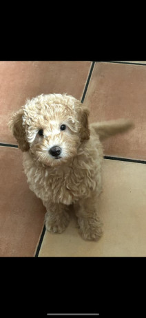 kc-toy-poodle-pups-10-weeks-old-females-for-sale-big-3
