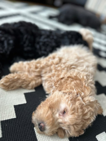 kc-toy-poodle-pups-10-weeks-old-females-for-sale-big-2