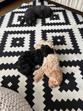 kc-toy-poodle-pups-10-weeks-old-females-for-sale-big-1