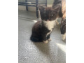 kittens-1-left-small-0