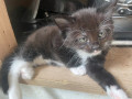 kittens-1-left-small-1