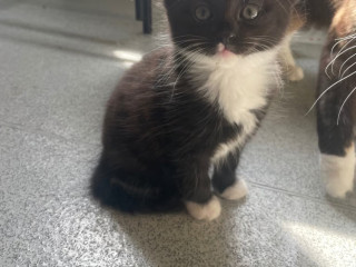 kittens-1-left