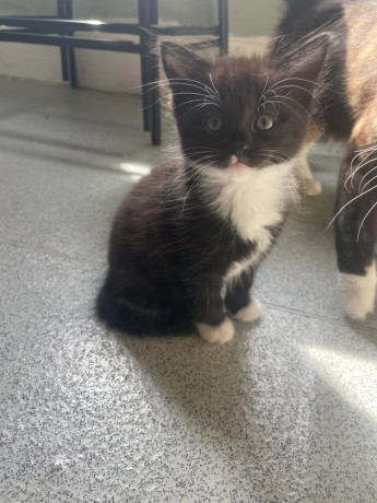 kittens-1-left-big-0