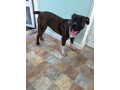 8-month-old-presa-small-0