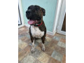 8-month-old-presa-small-1