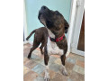 8-month-old-presa-small-2