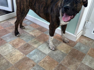 8-month-old-presa