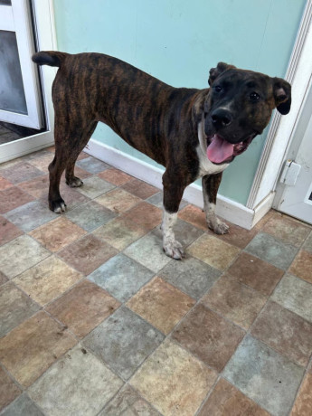 8-month-old-presa-big-0