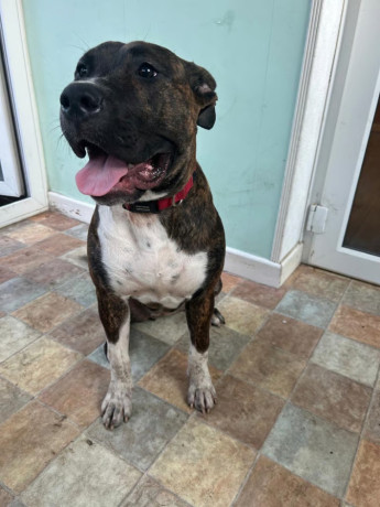 8-month-old-presa-big-1