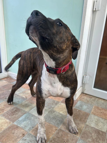 8-month-old-presa-big-2
