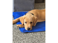 gorgeous-11-week-old-labrador-puppy-small-2