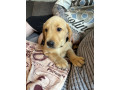 gorgeous-11-week-old-labrador-puppy-small-1