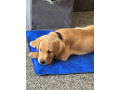 gorgeous-11-week-old-labrador-puppy-small-0