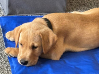 gorgeous-11-week-old-labrador-puppy