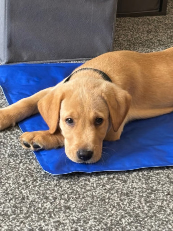 gorgeous-11-week-old-labrador-puppy-big-2
