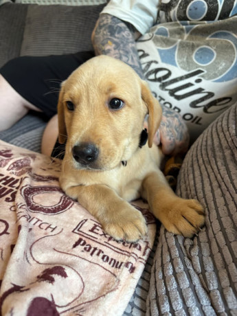 gorgeous-11-week-old-labrador-puppy-big-1
