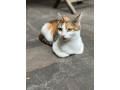 female-calico-cat-small-0